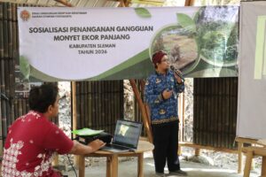 DLHK DIY Sosialisasikan Penanganan Gangguan Monyet Ekor Panjang di Hutan Bambu Bulaksalak Wukirsari